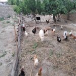 Satılır 4 otaqlı Həyət evi/villa, Əhmədli metrosu, Əhmədli, Xətai rayonu 13