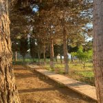 Satılır Torpaq, Novxanı, Abşeron rayonu 6