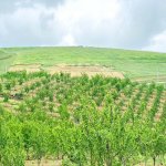 Satılır Torpaq Şamaxı 40