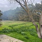 Satılır Torpaq, Bilgəh qəs., Sabunçu rayonu 11