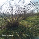 Продажа Участок Хачмаз 4