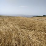 Satılır Torpaq Şamaxı 5