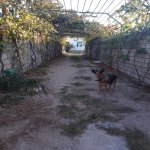 Satılır 4 otaqlı Bağ evi, Koroğlu metrosu, Pirşağı qəs., Sabunçu rayonu 2
