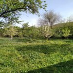 Satılır 3 otaqlı Həyət evi/villa İsmayıllı 20