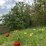 Satılır Torpaq Gəncə 8