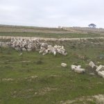 Satılır Torpaq, Masazır, Abşeron rayonu 4