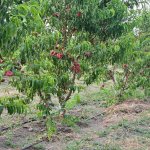 Продажа Участок Хачмаз 9