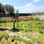 Satılır Torpaq, Mehdiabad, Abşeron rayonu 6