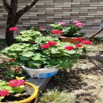 Kirayə (günlük) 9 otaqlı Həyət evi/villa Şəki 3