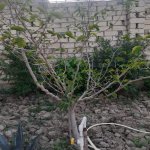 Satılır 6 otaqlı Həyət evi/villa, Masazır, Abşeron rayonu 19