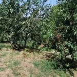 Satılır Torpaq Quba 5