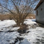 Satılır 2 otaqlı Bağ evi Qəbələ 3