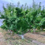 Продажа Объект Шабран 9