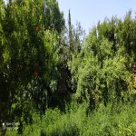 Satılır 7 otaqlı Bağ evi, Goradil, Abşeron rayonu 28