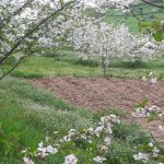 Satılır Torpaq Quba 4