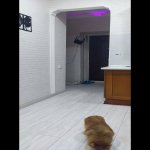 Satılır 2 otaqlı Köhnə Tikili, Nizami metrosu, Yasamal rayonu 6
