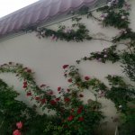 Satılır 5 otaqlı Həyət evi/villa, Badamdar qəs., Səbail rayonu 35