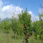 Kirayə (günlük) 2 otaqlı Həyət evi/villa İsmayıllı 4