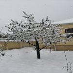 Kirayə (günlük) 4 otaqlı Həyət evi/villa İsmayıllı 3