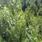 Kirayə (günlük) 5 otaqlı Həyət evi/villa Lerik 11