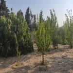 Satılır Torpaq, Novxanı, Abşeron rayonu 3