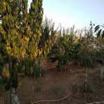 Satılır 7 otaqlı Həyət evi/villa, Mehdiabad, Abşeron rayonu 7