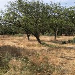Satılır Torpaq, Saray, Abşeron rayonu 10