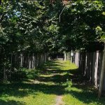 Kirayə (günlük) 4 otaqlı Həyət evi/villa Qax 11