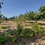 Продажа Участок, пос. Нардаран, Сабунчу район 12