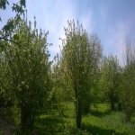 Satılır 5 otaqlı Həyət evi/villa Qəbələ 9
