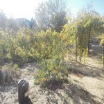Satılır 5 otaqlı Bağ evi, Novxanı, Abşeron rayonu 3
