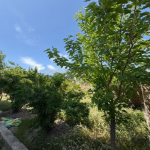 Satılır 6 otaqlı Həyət evi/villa, Hövsan qəs., Suraxanı rayonu 3