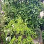 Kirayə (aylıq) 1 otaqlı Köhnə Tikili, Elmlər akademiyası metrosu, Yasamal qəs., Yasamal rayonu 16