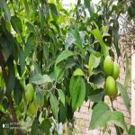 Satılır 5 otaqlı Həyət evi/villa, Buzovna, Xəzər rayonu 27