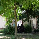 Kirayə (günlük) 1 otaqlı Həyət evi/villa Qusar 8