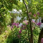 Kirayə (günlük) 3 otaqlı Həyət evi/villa Qəbələ 4