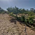 Продажа Участок, пос. Нардаран, Сабунчу район 15