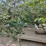 Satılır 6 otaqlı Həyət evi/villa, Mehdiabad, Abşeron rayonu 33