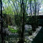 Satılır 3 otaqlı Həyət evi/villa Qəbələ 10