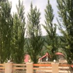 Kirayə (günlük) 6 otaqlı Həyət evi/villa Quba 5