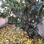 Satılır 7 otaqlı Həyət evi/villa, Bakıxanov qəs., Sabunçu rayonu 5