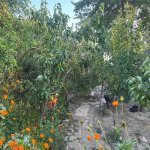 Satılır 4 otaqlı Həyət evi/villa, Avtovağzal metrosu, Biləcəri qəs., Binəqədi rayonu 6