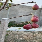 Kirayə (aylıq) 5 otaqlı Həyət evi/villa, Xəzər rayonu 21