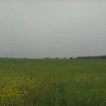 Satılır Torpaq Şəki 1