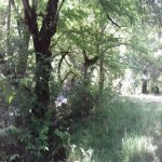 Kirayə (günlük) 5 otaqlı Həyət evi/villa Lerik 23