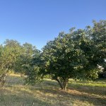 Продажа Участок Исмаиллы 4