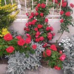 Продажа 4 комнатная Дача, Новханы, Абшерон район 8