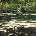 Kirayə (günlük) 4 otaqlı Bağ evi Xaçmaz / Nabran 9