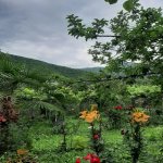 Kirayə (günlük) 4 otaqlı Həyət evi/villa Qax 9