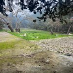 Satılır Torpaq, Bilgəh qəs., Sabunçu rayonu 1